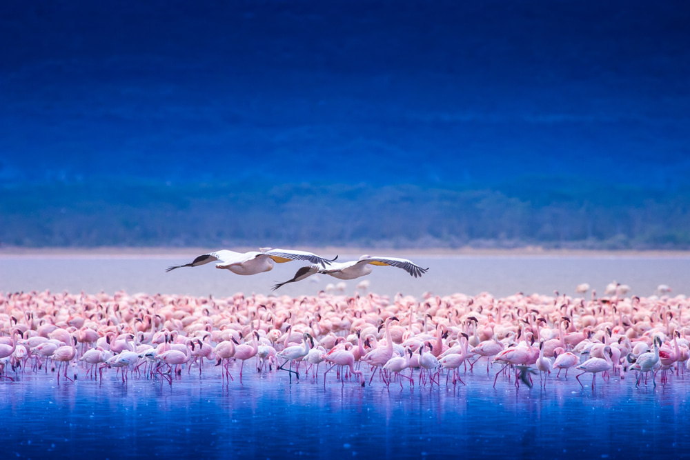 Flock of flamingos in Africa. Flock of flamingos in Africa.