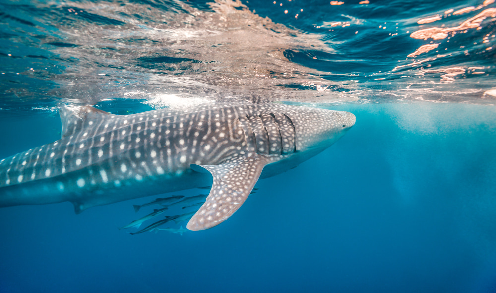 Underwater shot of a wild Giant Whale Shark swimming in the open ocean. Underwater shot of a wild Giant Whale Shark swimming in the open ocean.