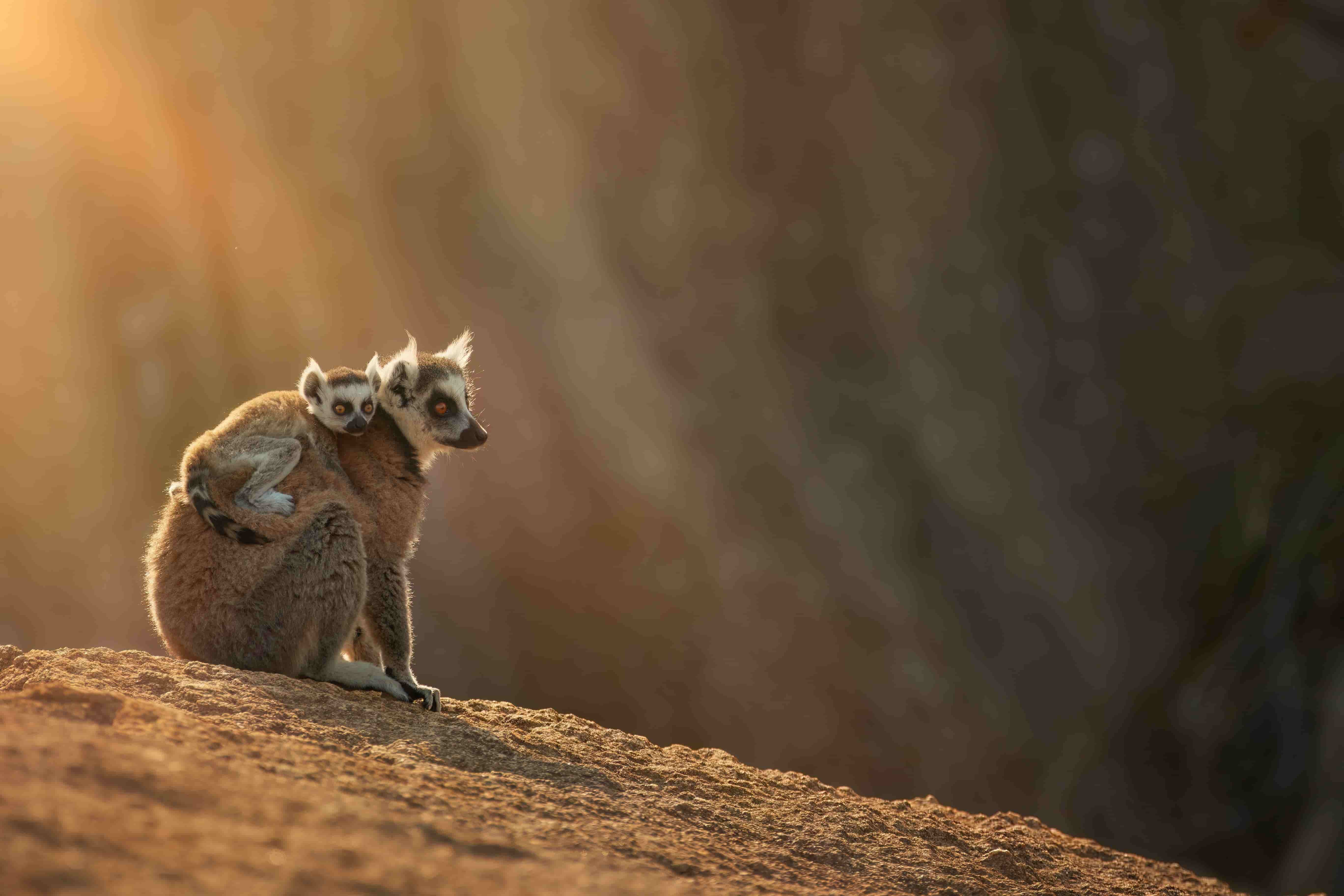 Mother and baby ring-tailed lemurs spotted in Madagascar’s wilderness.