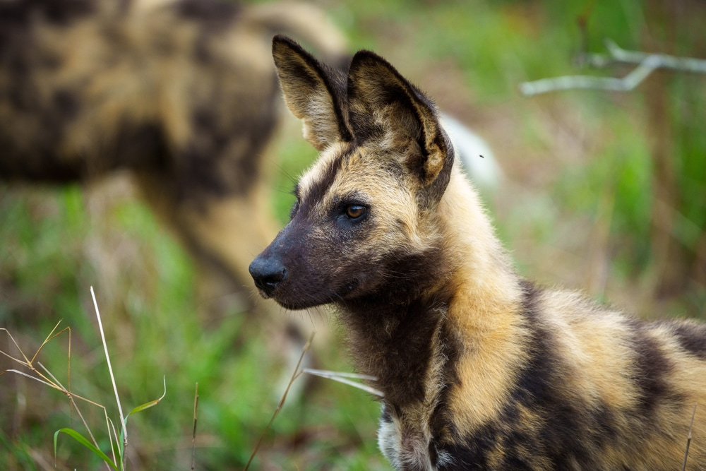 African wild dog in Nyerere