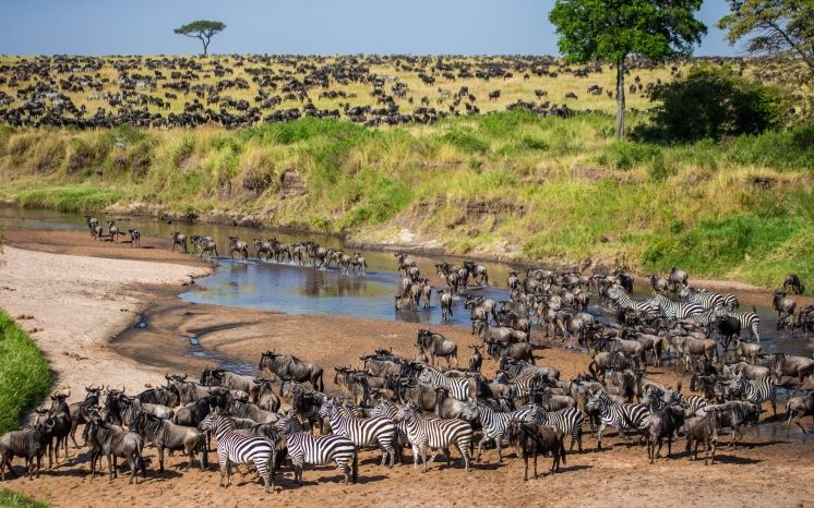 Animals crossing the river during the migration.