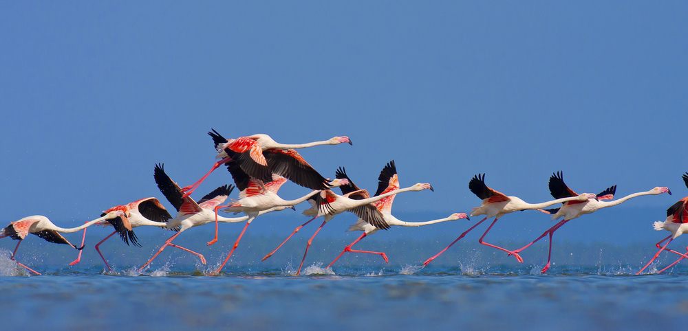 Flamingos in Mozambique southern Africa.