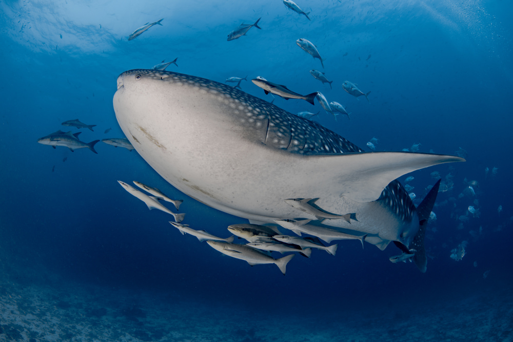 Whale shark and school of trevallies.