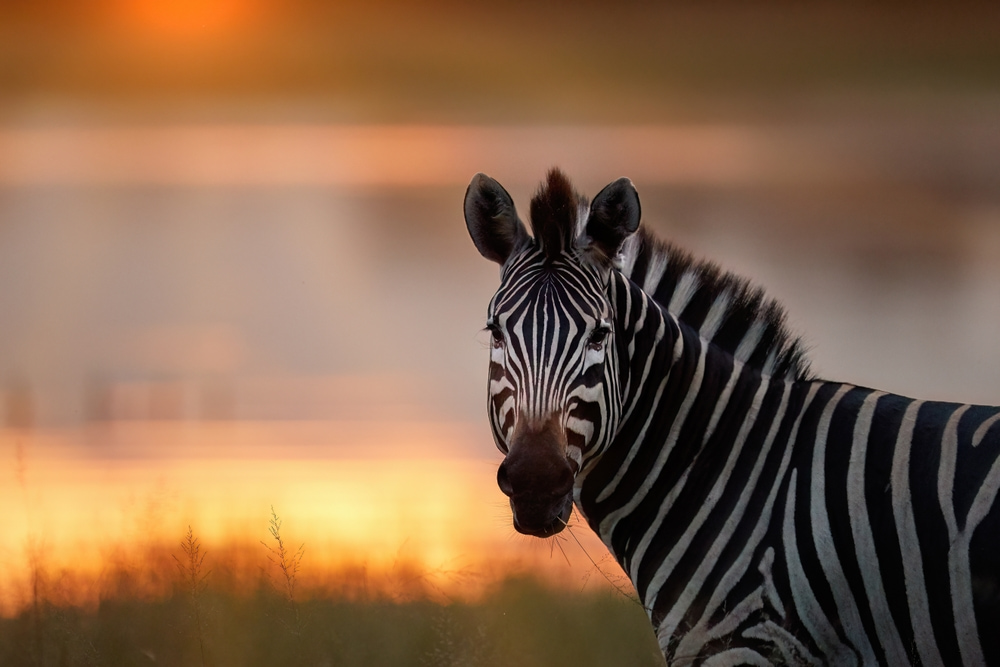 Close up side shot of zebra against glow of rising sun and gold colored river in background Botswana.