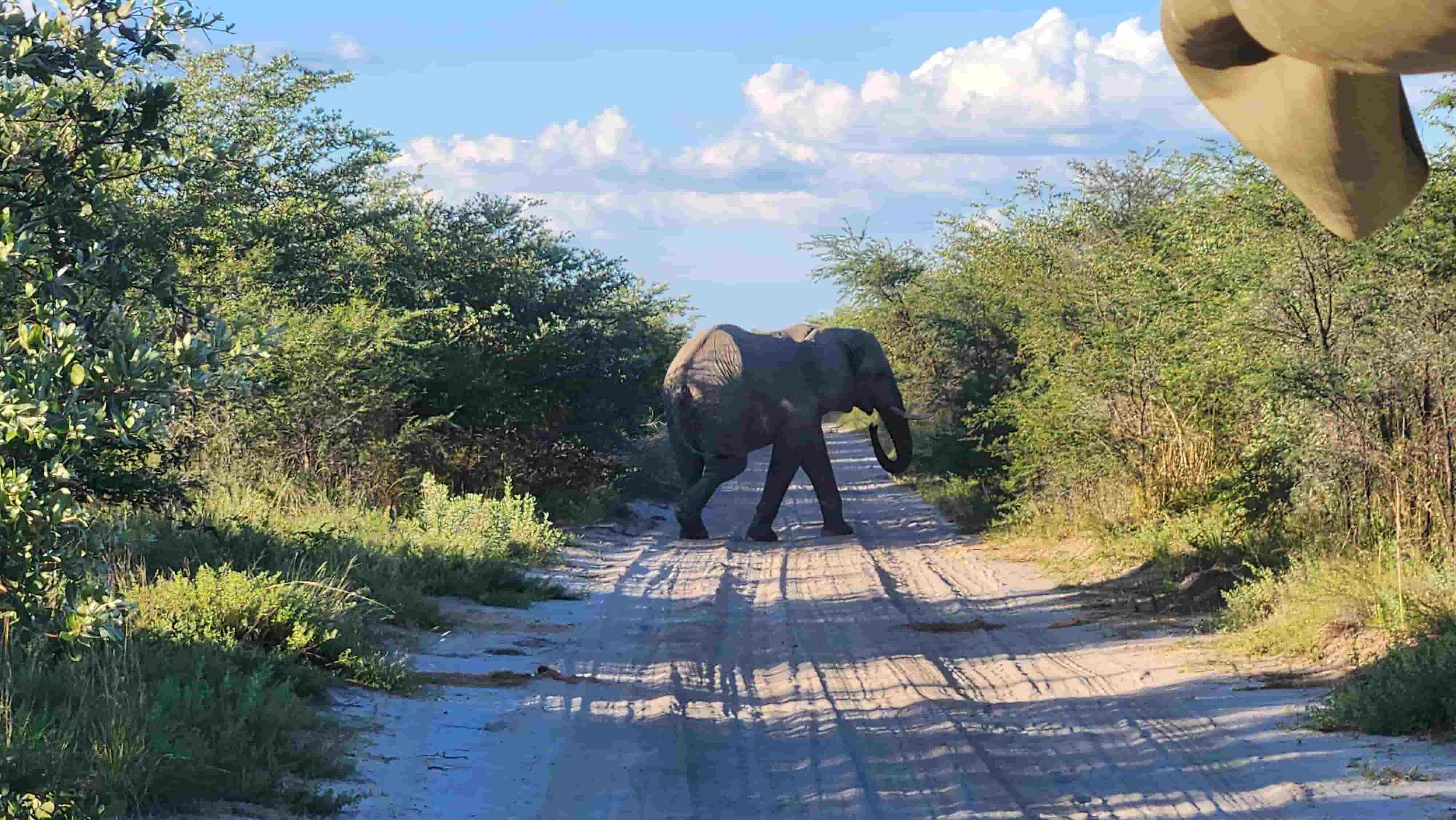 Elephant roaming in the wild.