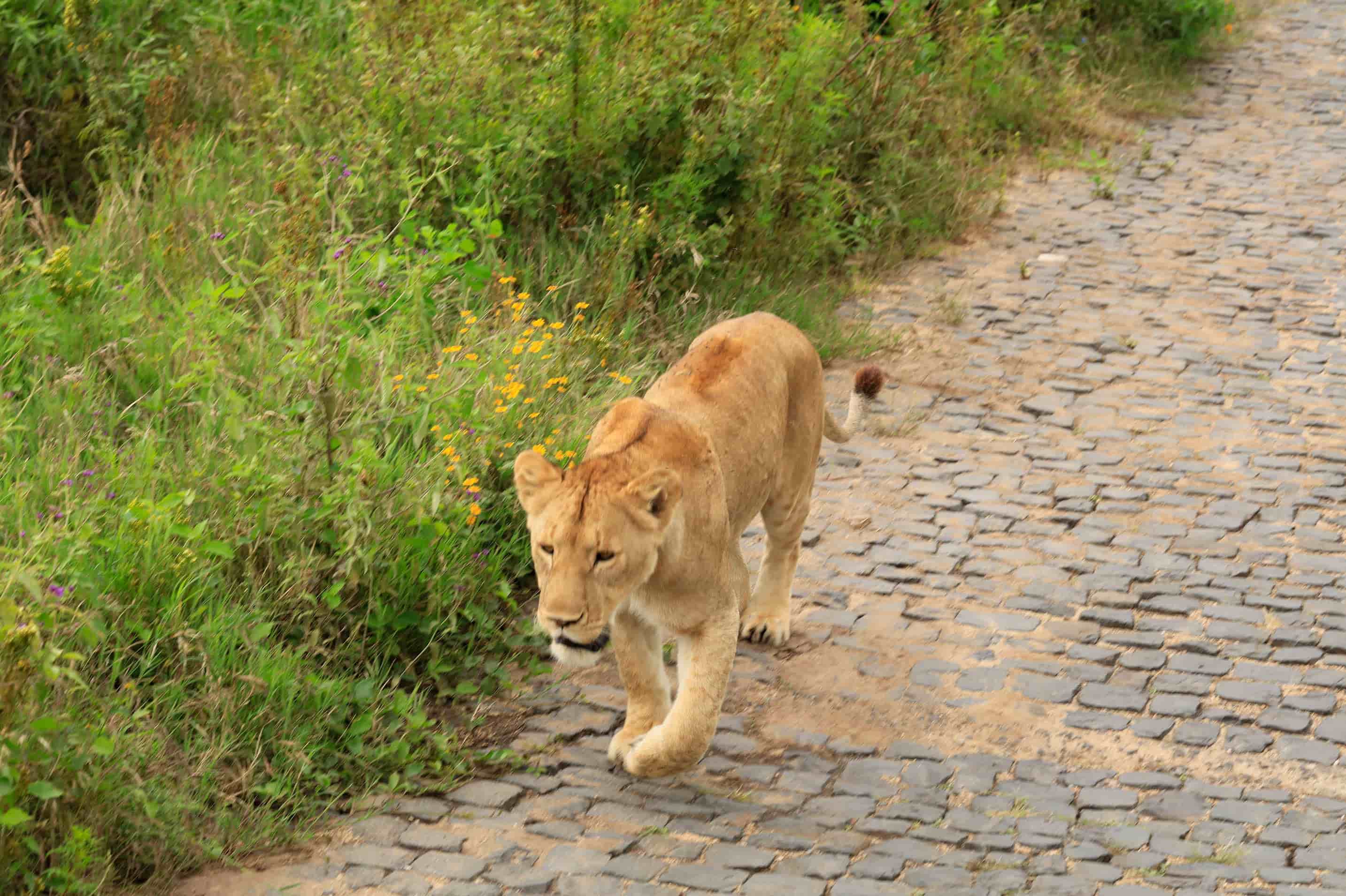 Lion roaming spotted. Lion roaming spotted.