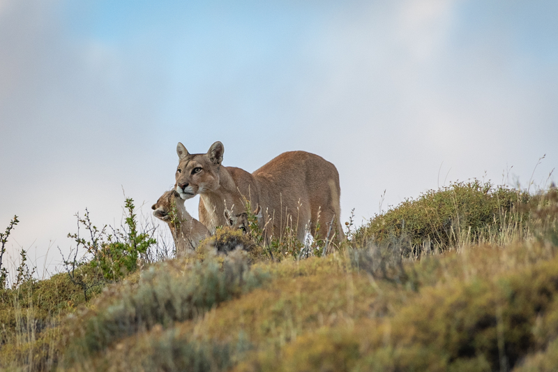 Patagonia travel guide a change to spot the Puma in the wild.