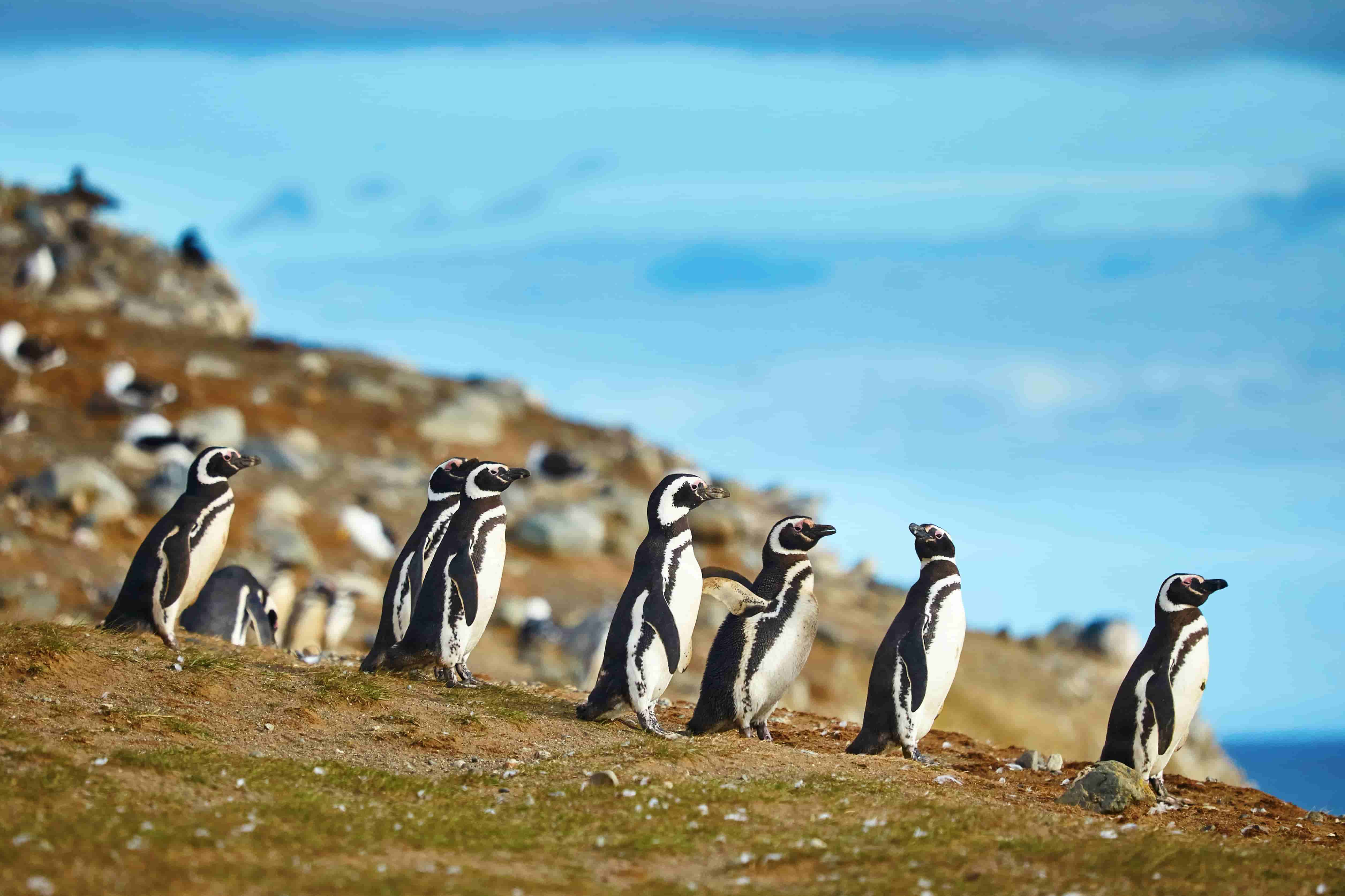 Patagonia travel guide meet the penguins.