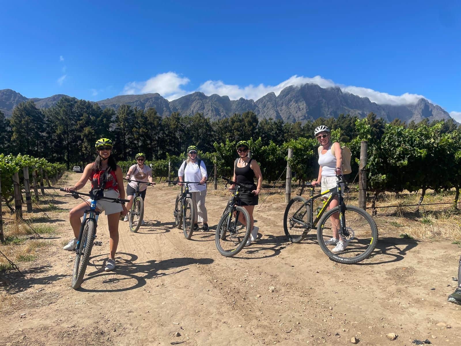 Viva tour guests on bicycles in a vineyard with mountains in the background, Cape Winelands, South Africa.