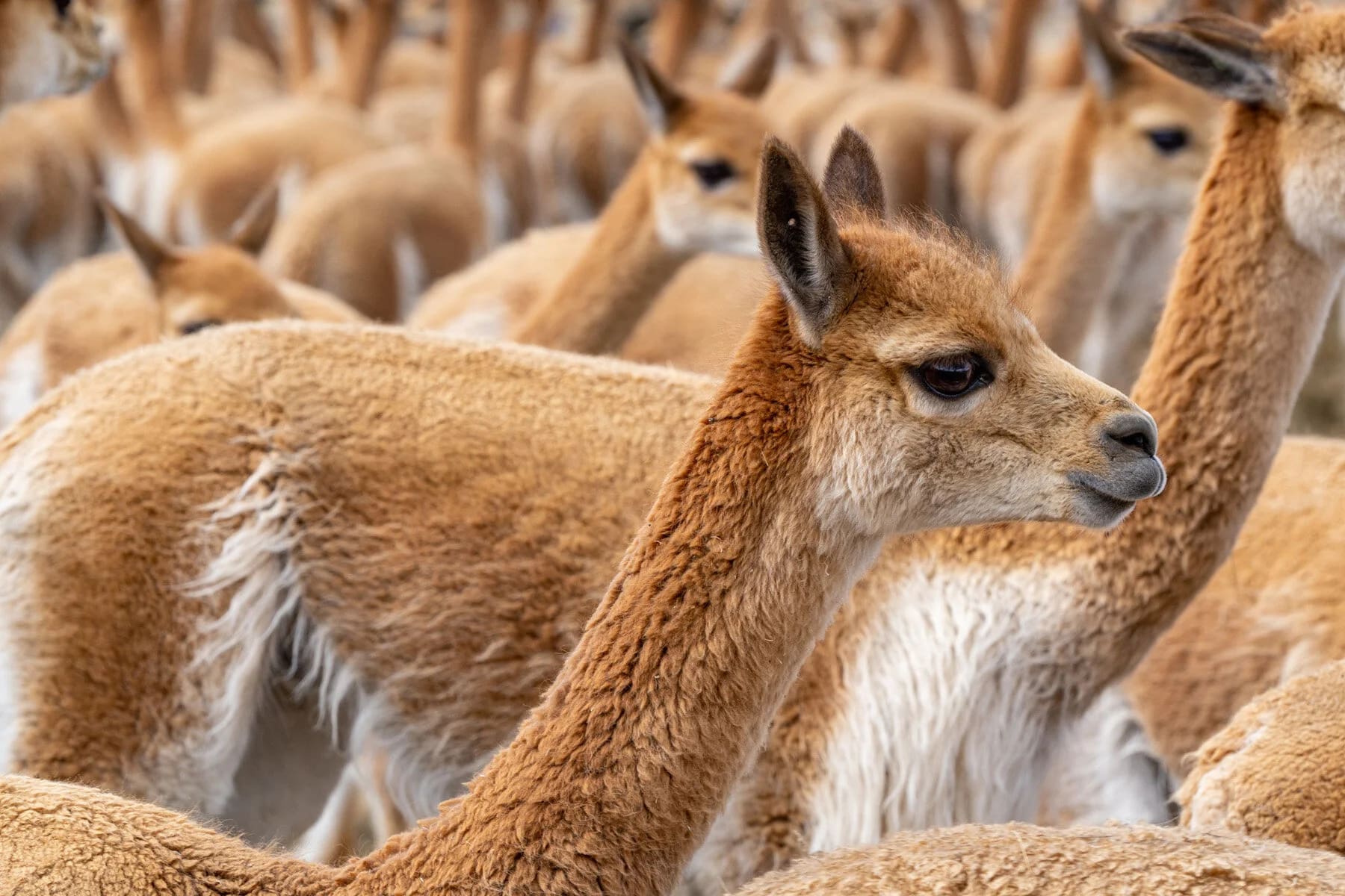 A Vicuna Chaccu in the Highlands of Peru