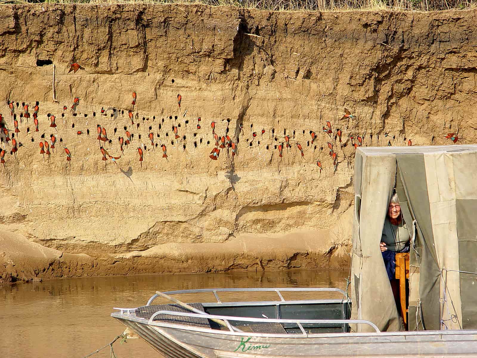 Discovering the vibrant bee-eaters carving their nest during a boat safari.