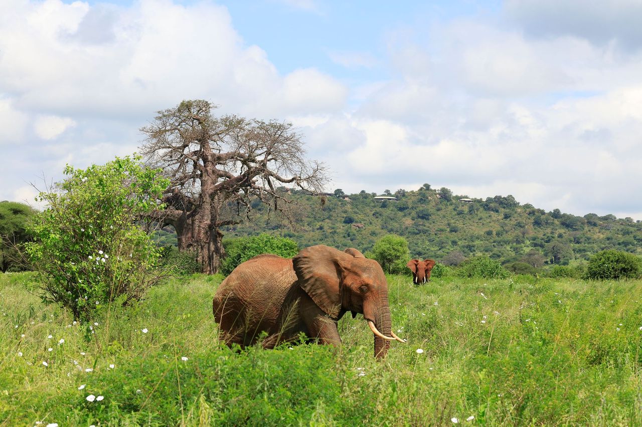 Elephants spotted roaming in the wild of Tarangire National Park