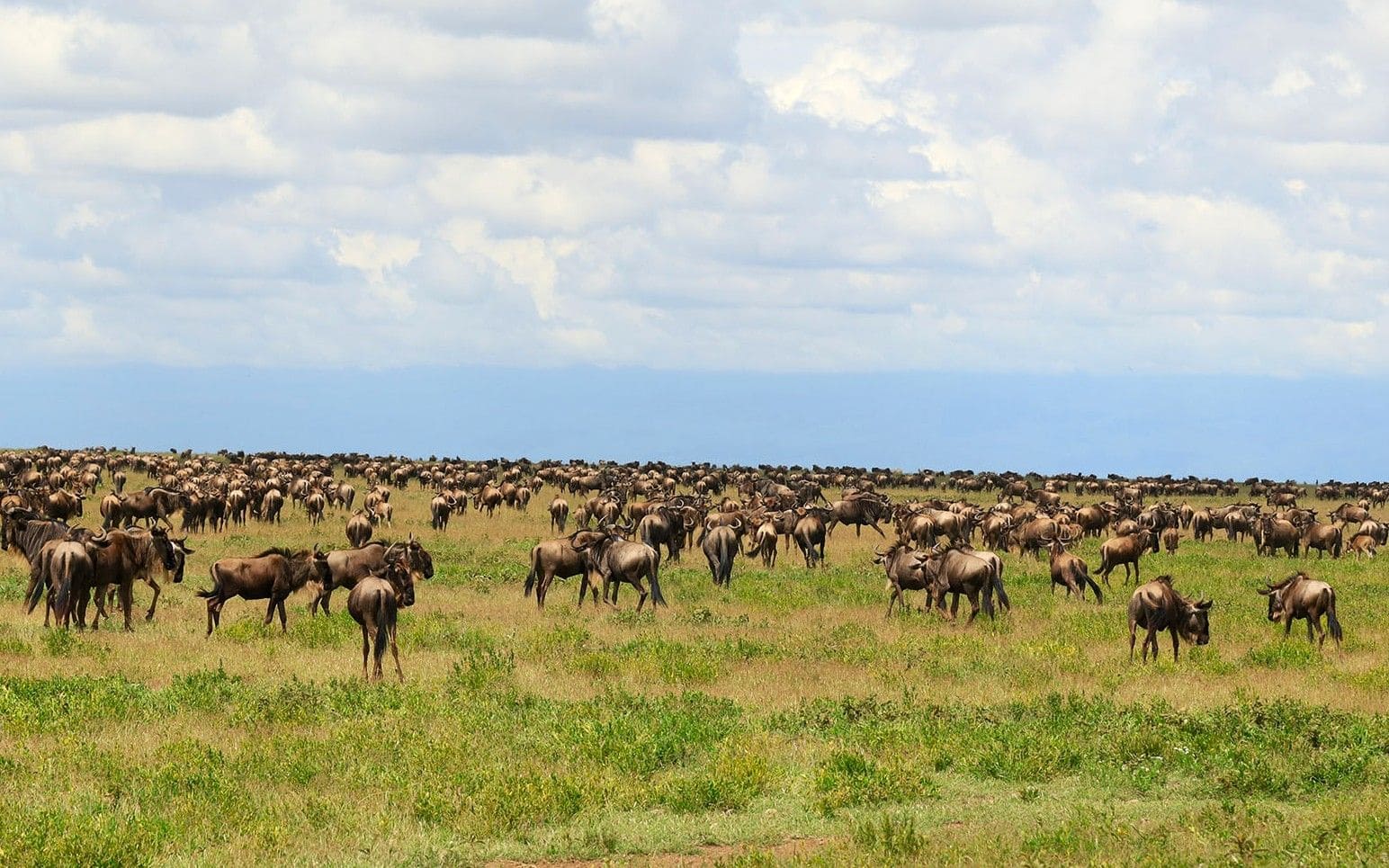  Over 1.5 million wildebeest during the Great Migration.