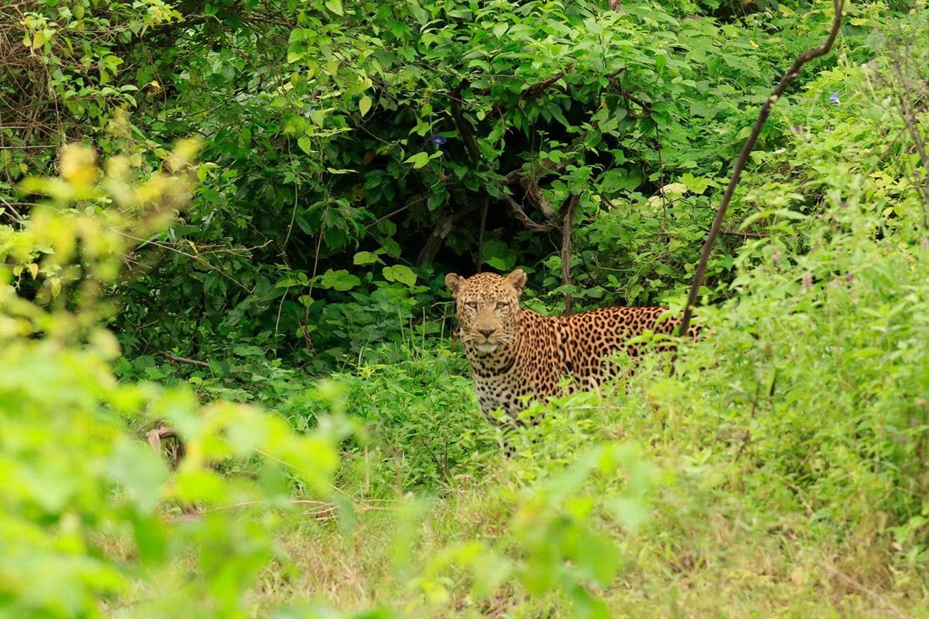 Leopard spotted during a game drive.