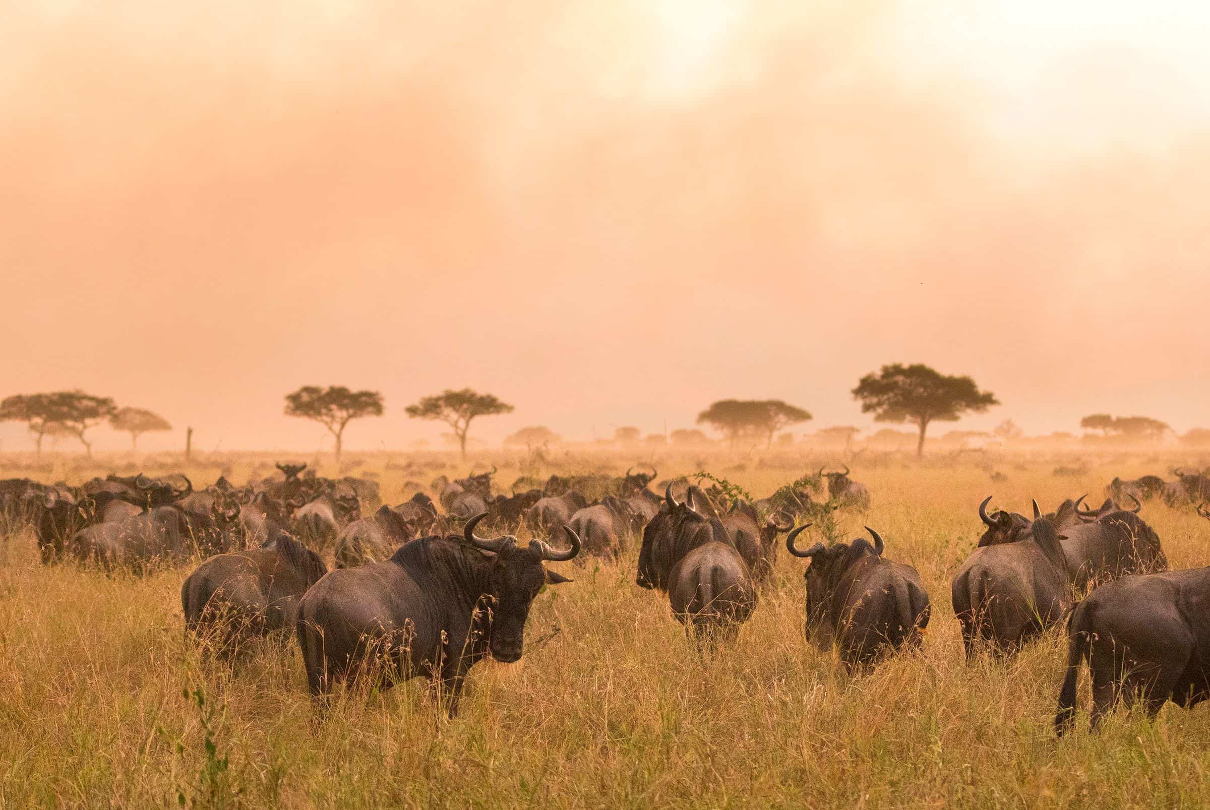 Rich wildlife in Serengeti National Park