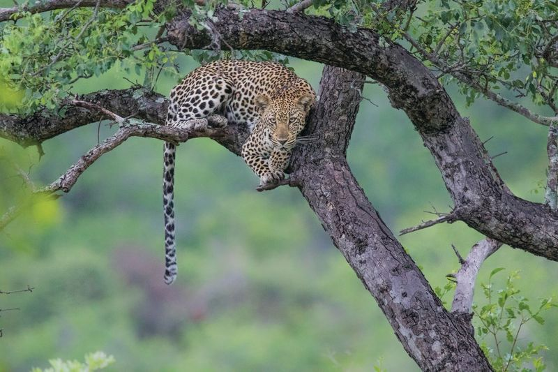 Leopard resting on a tree.