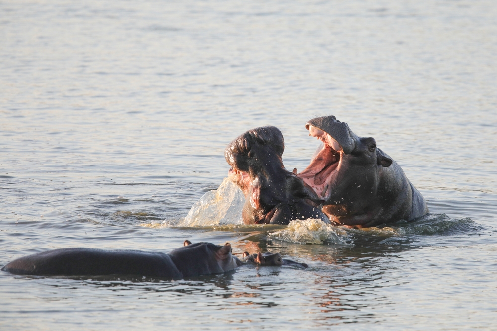 Hungry angry hippos!