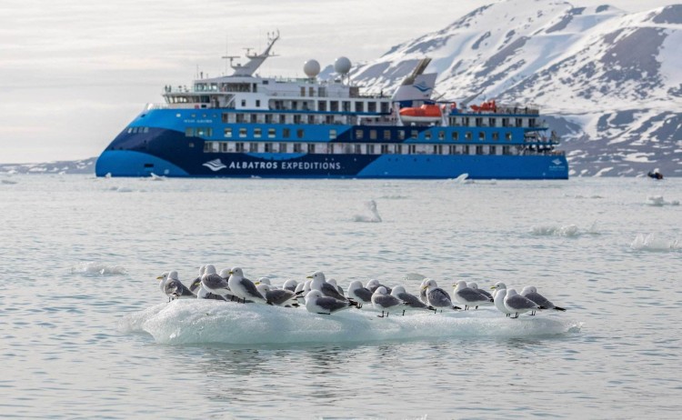 Ocean Albatros