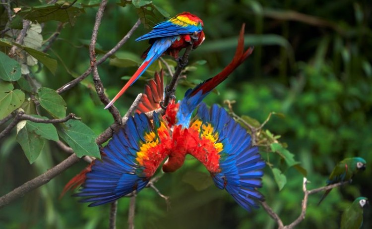 2020 New Scarlet Macaws by Paul Bertner SM