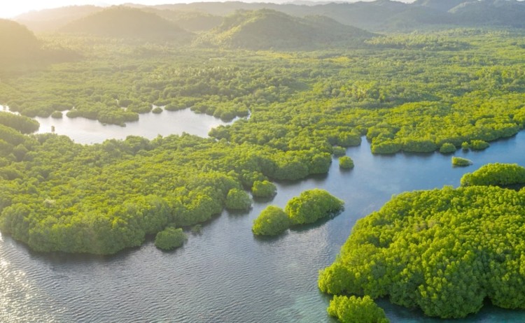 Amazon River Cruise Anavilhanas archipelago v2