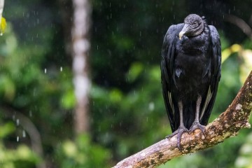 Anakonda Amazon Cruise - 5 day