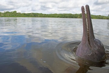 Anakonda Amazon Cruise - 5 day