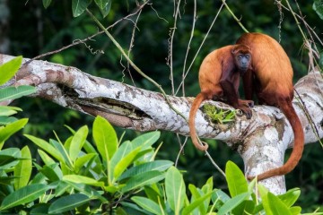 Anakonda Amazon Cruise - 5 day