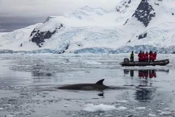 Antarctic Classic in Depth