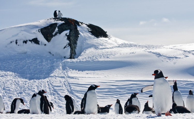 Antarctica 4