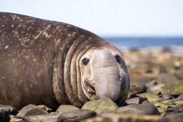 Antarctica and South Georgia Air-Cruise