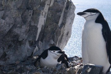 Antarctica Express: Fly the Drake