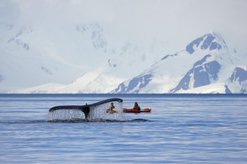 Best of Antarctica: Whale Discovery | Ocean Nova