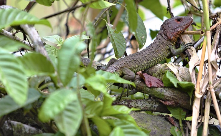 Amazon Iguana03 v3