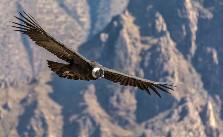 Colca Canyon Bird 