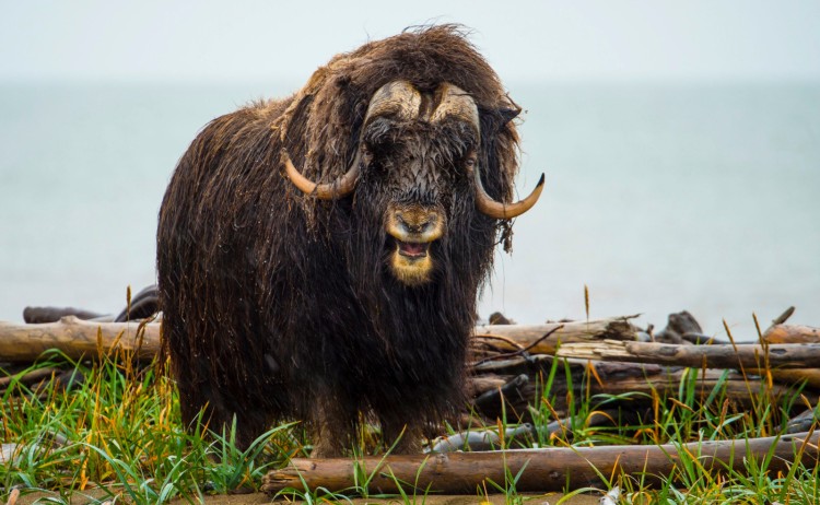 musk oxen Herschel Island canadaStudioPONANT O.Blaud 1