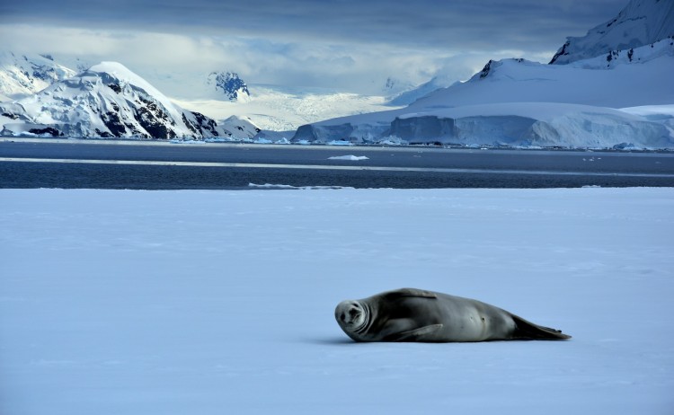 Antarctica 5