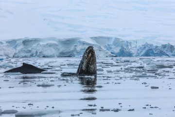 Best of Antarcticas Whale Season | Seaventure