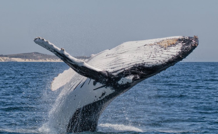 Antarctica Humback Whale breaching gallery