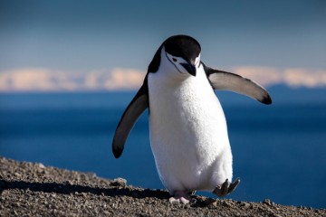 Best of Antarctica Wildlife Explorer | Ocean Nova