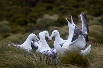 Birding Down Under: Subantarctic & Chatham Islands