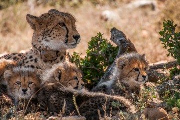 Cheetah Trails and Garden Route 
