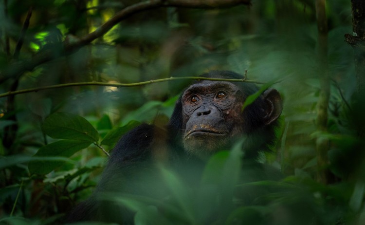 Chimp resized
