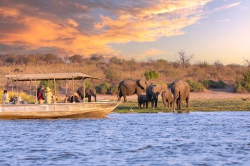 Chobe Encounter