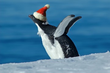 Christmas in Antarctica | Seaventure