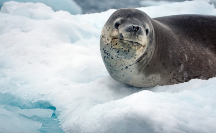 Seal in Antarctica