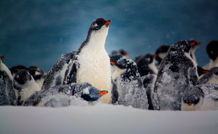 Antarctica Penguin Gentoos 0313