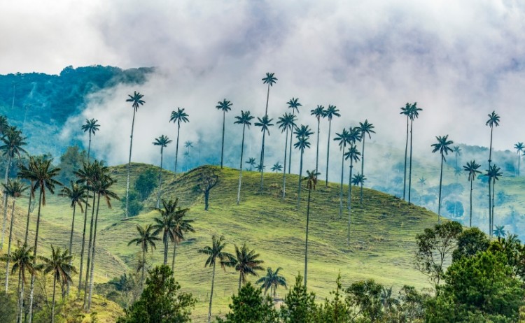 Cocora Valley