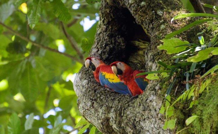 Macaw Corcovardo Costa Rica shutterstock 1272943567
