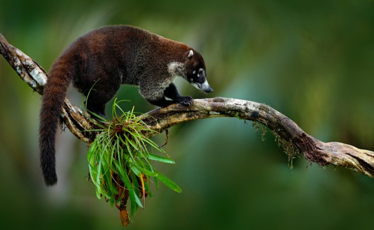 costa rica