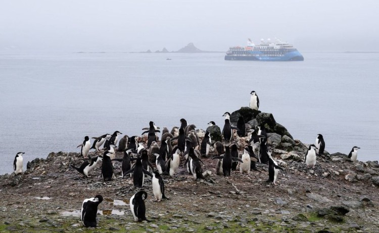 Penguin colony